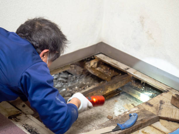 Best DIY Mold Remediation Support Services in Fulton, IL