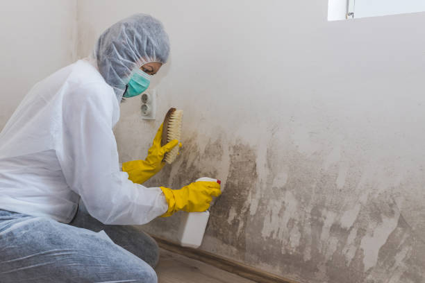 Best Attic Mold Remediation in Fulton, IL