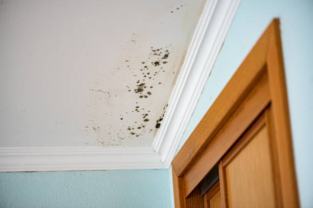 Best HVAC Mold Remediation in Fulton, IL