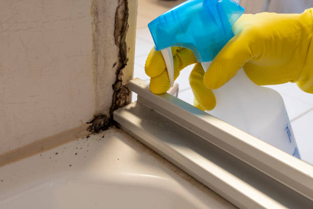 Best Residential Mold Remediation in Fulton, IL