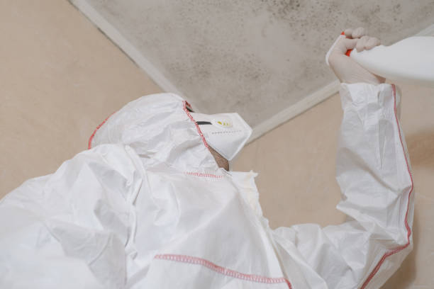 Best Basement Mold Remediation in Fulton, IL